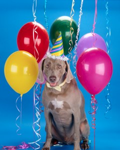 Dog with Birthday Hat and Balloons