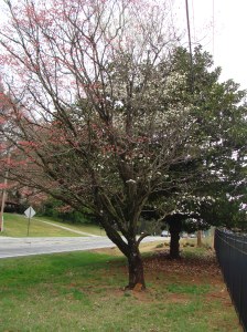 dogwood tree 001